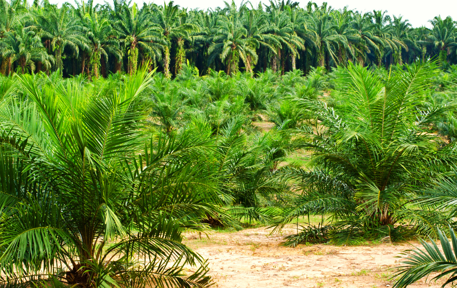 Retos de la agroindustria